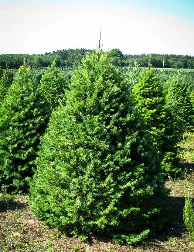 Douglas Fir Tree Pseudotsuga Menziesii - 2Ltr Pot