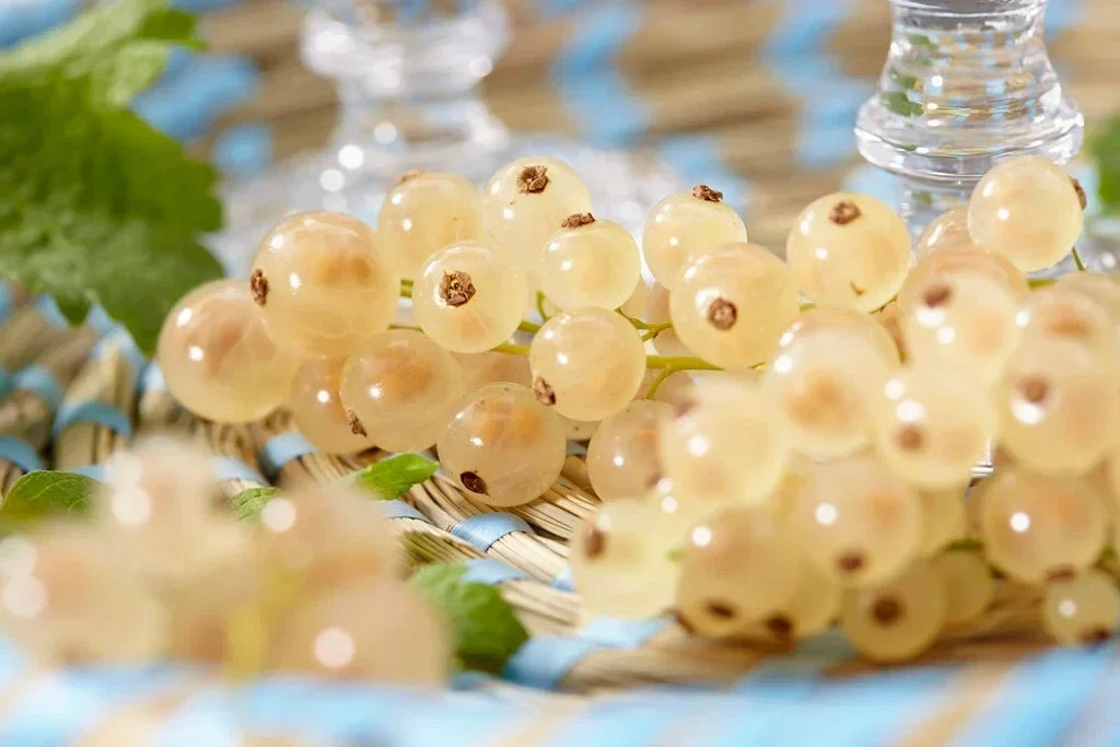 White Currant Ribes Rubrum White Pearl - 3Ltr Pot