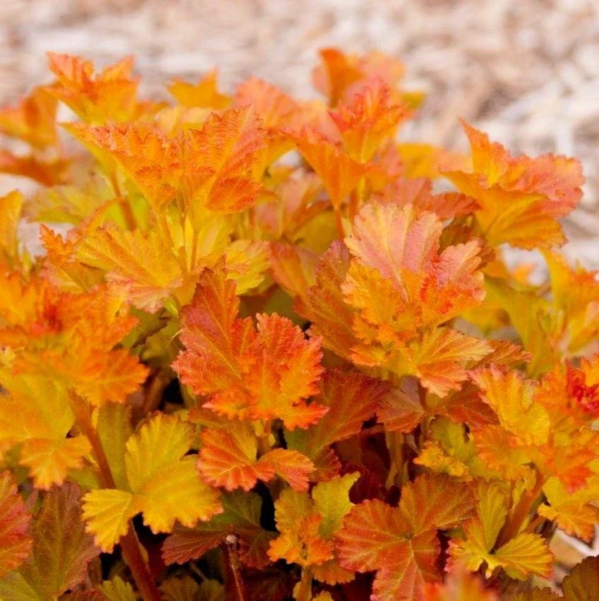 Physocarpus Amber Jubilee (PBR) Ninebark - 3Ltr Pot