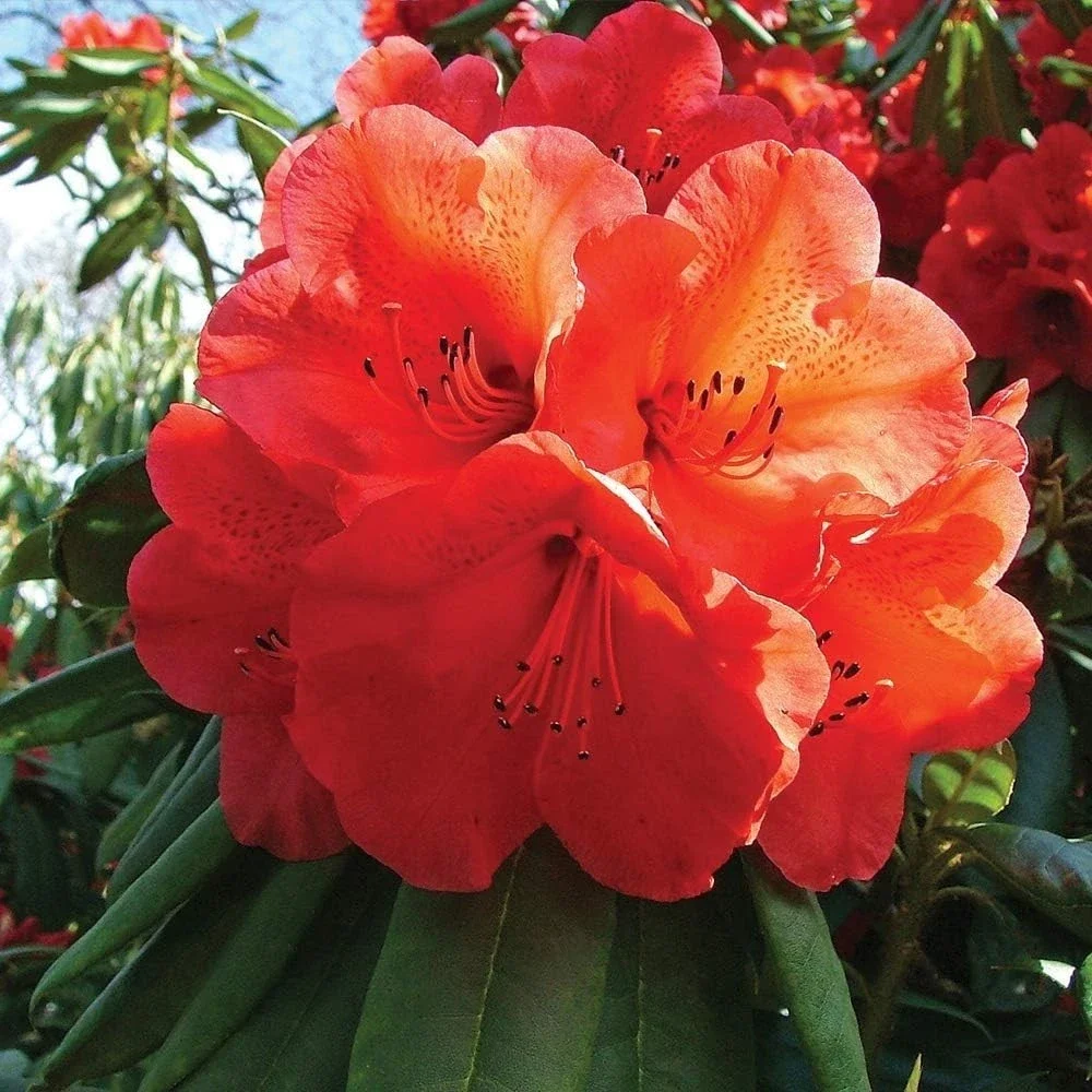 Rhododendron Tortoiseshell Orange - 4Ltr Pot