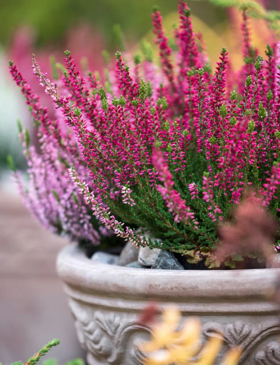 Heather Erica Darleyensis Ghost Hills - 2Ltr Pot