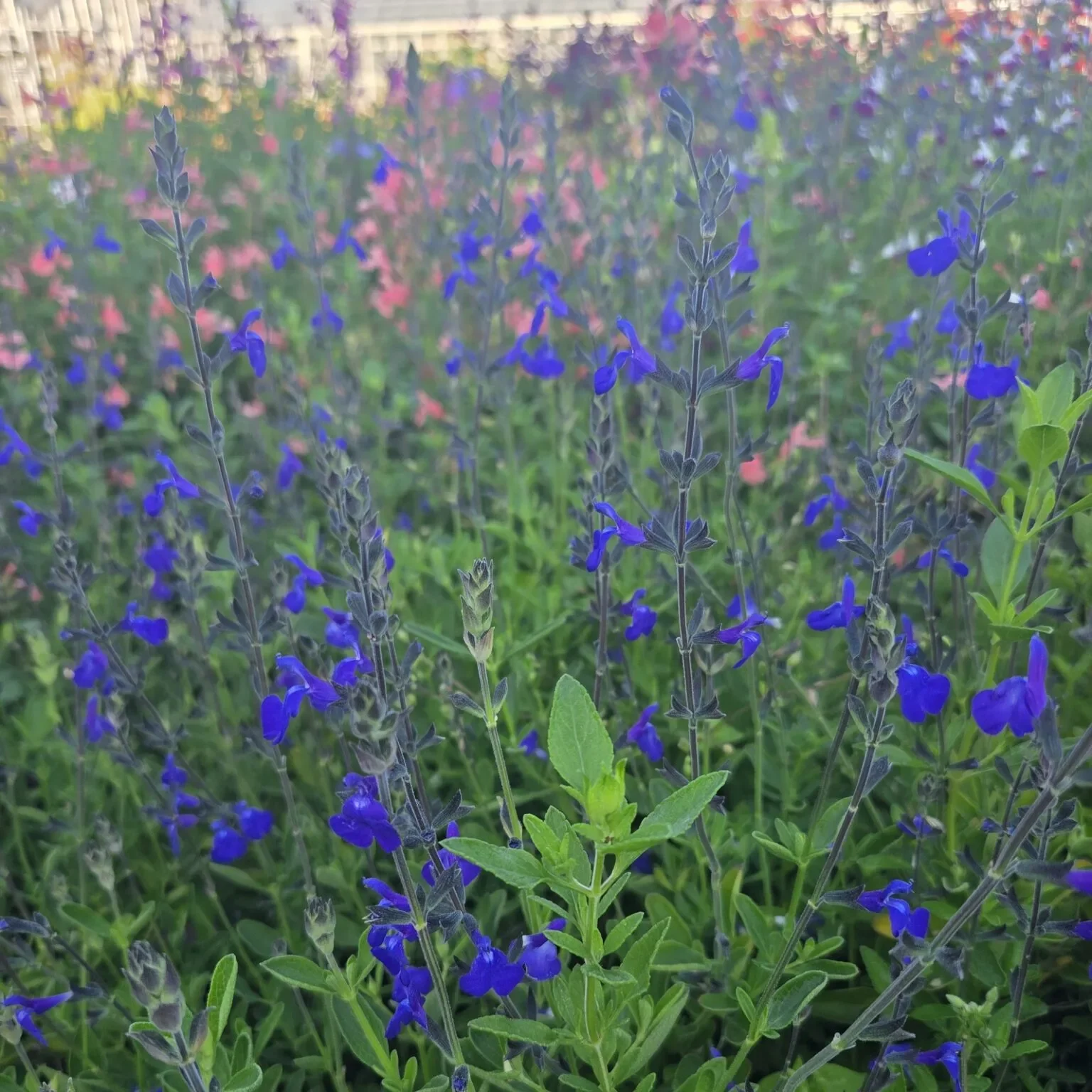 Salvia-Blue-Note-2-1536x1536.webp