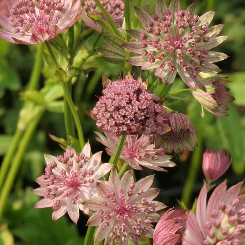 species_images_519_2 (1).jpg