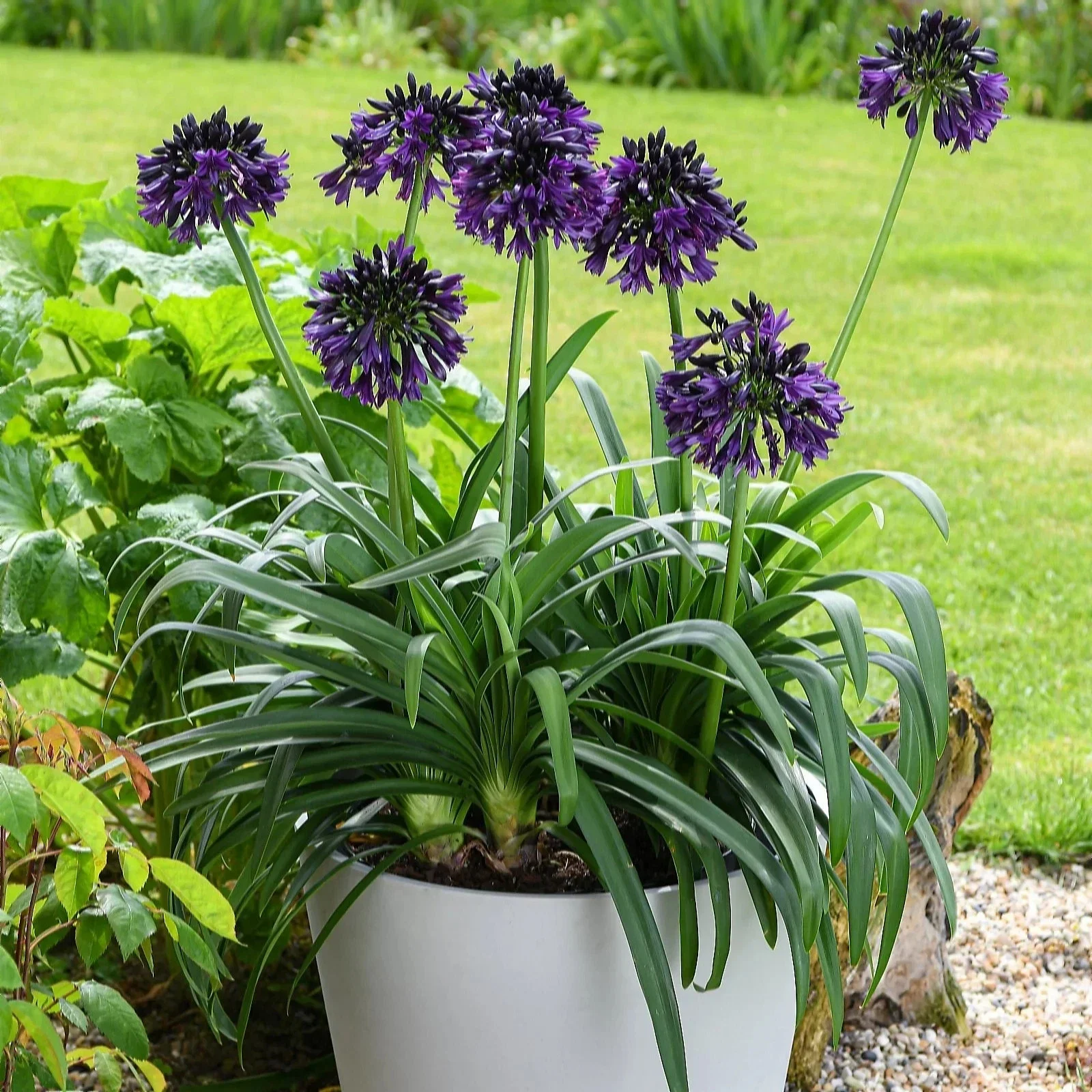 Agapanthus Black Jack - 3Ltr Pot