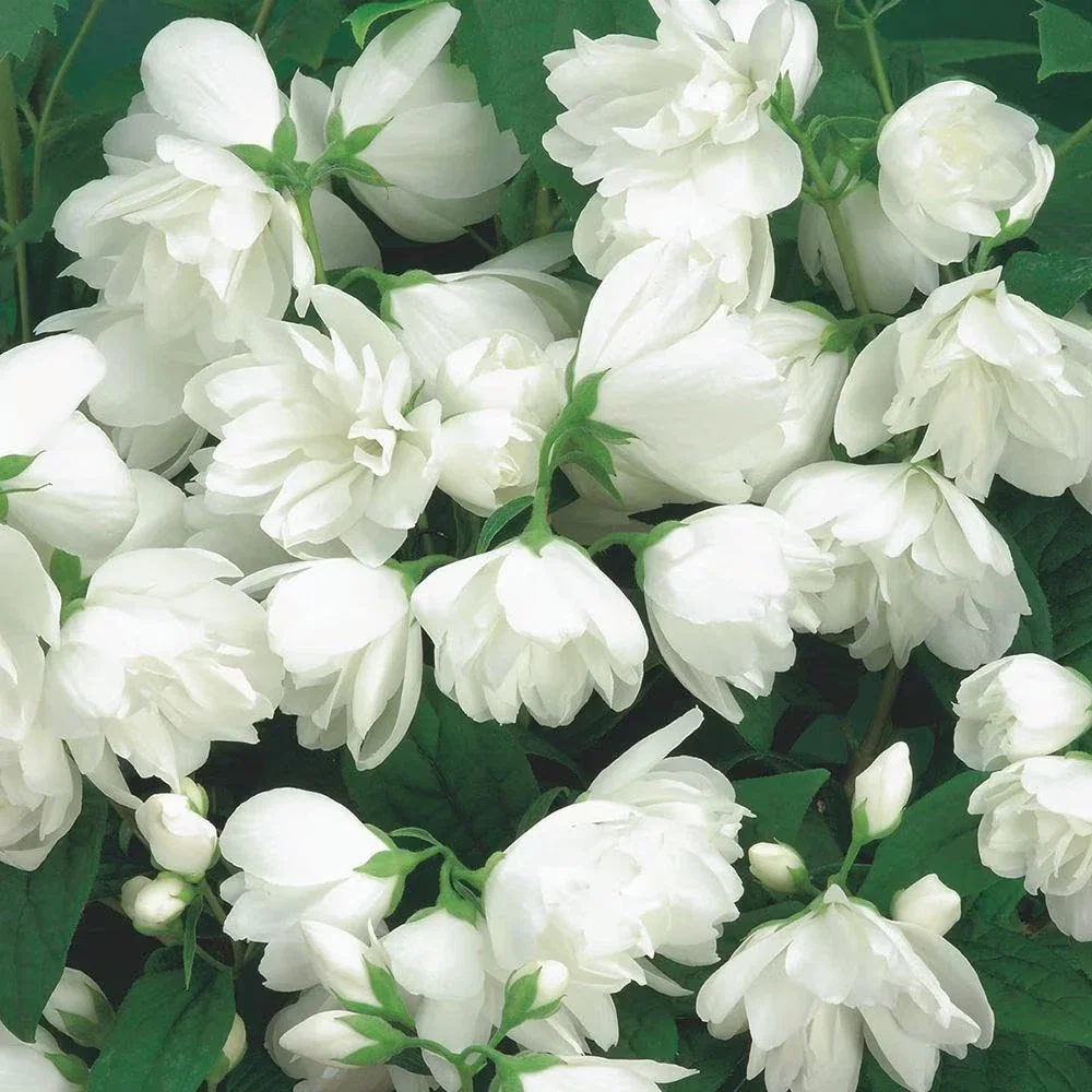 Philadelphus Snowbelle Compact Mockorange - 3Lt Pot