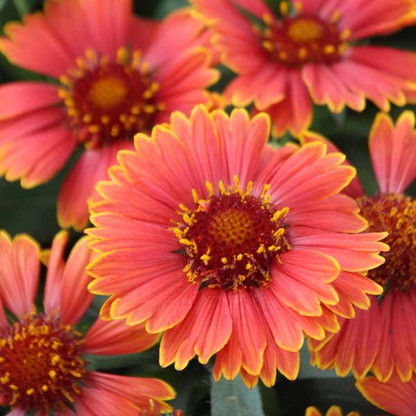 Gaillardia-SpinTop-Yellow-Touch-2.jpg