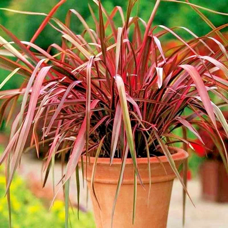 Phormium Rainbow Maiden Flax 3Ltr Pot