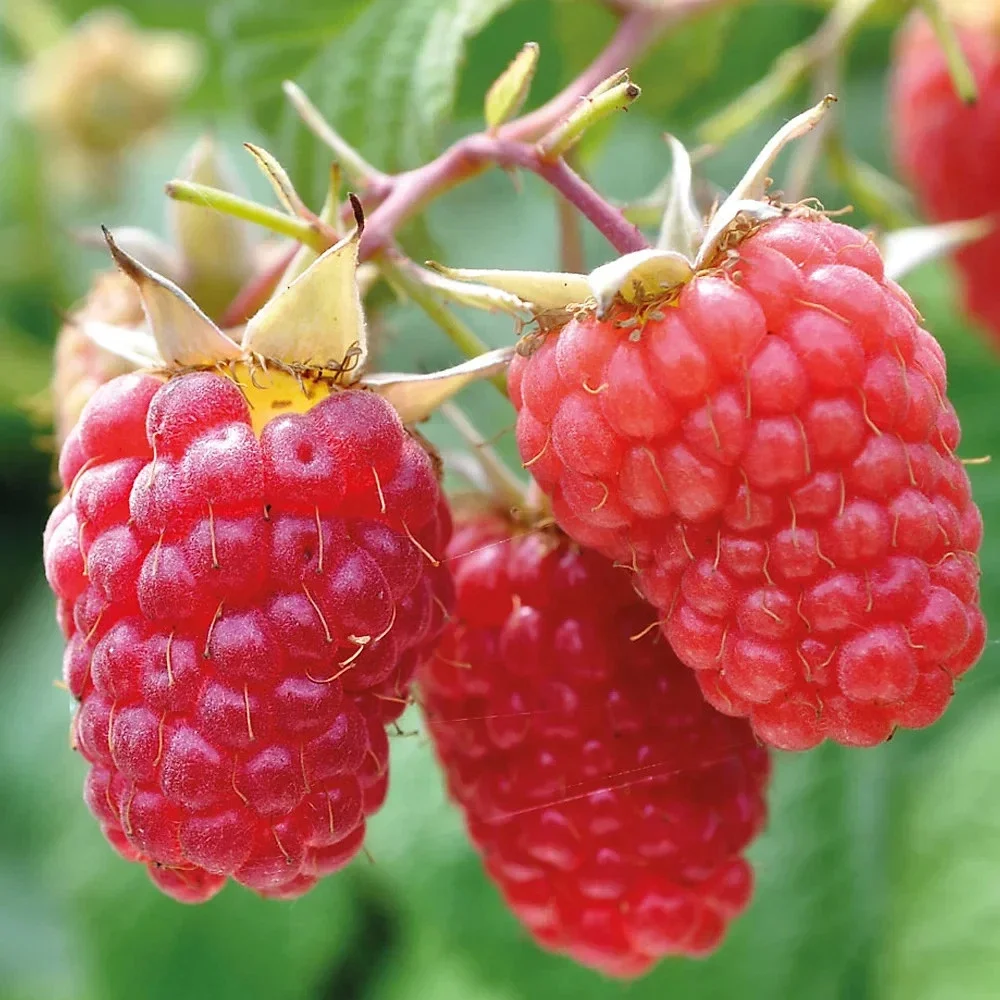 Raspberry Idaeus Malling Promise 3Ltr Pot