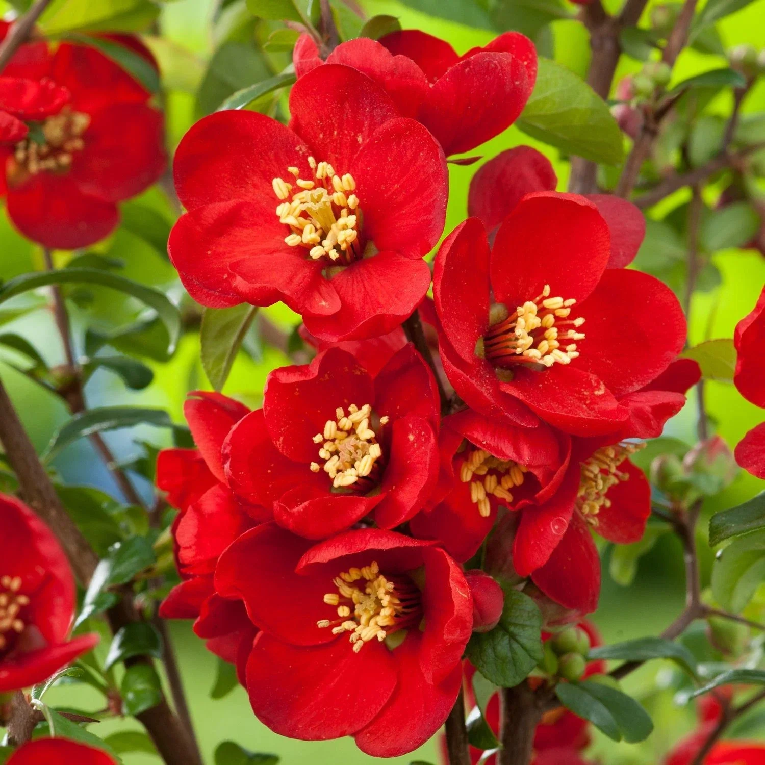 Chaenomeles Crimson and Gold Quince - 3Ltr Pot