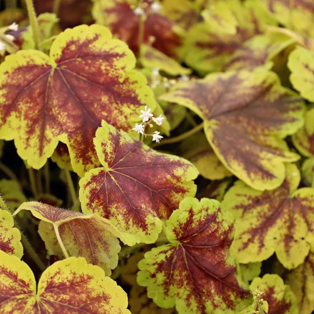 heucherella-solar-eclipse-29341049192490.webp