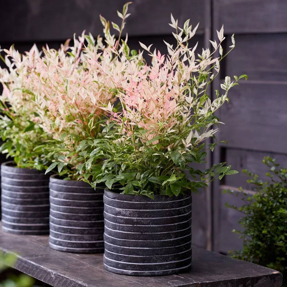 Nandina Domestica Twilight Heavenly - Large XXL 3Lt Pot
