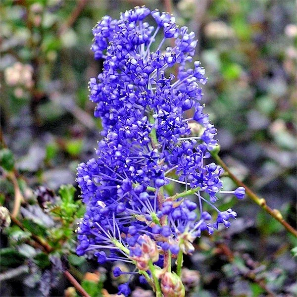 Ceanothus Blue Sapphire - Californian Lilac - 3Ltr Pot