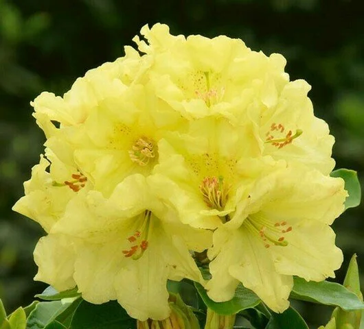 Rhododendron Horizon Monarch - 4Ltr Pot