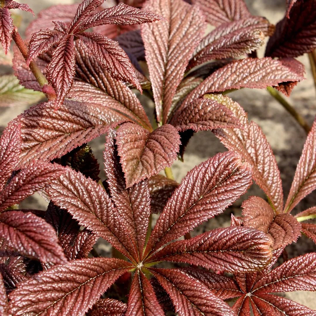 Rodgersia-Bronze-Peacock-8-1080x1080.jpg
