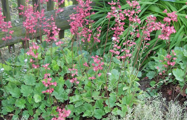 Heuchera_sanguinea_Leuchtkaefer_Garten-Purpurgloeckchen.jpg