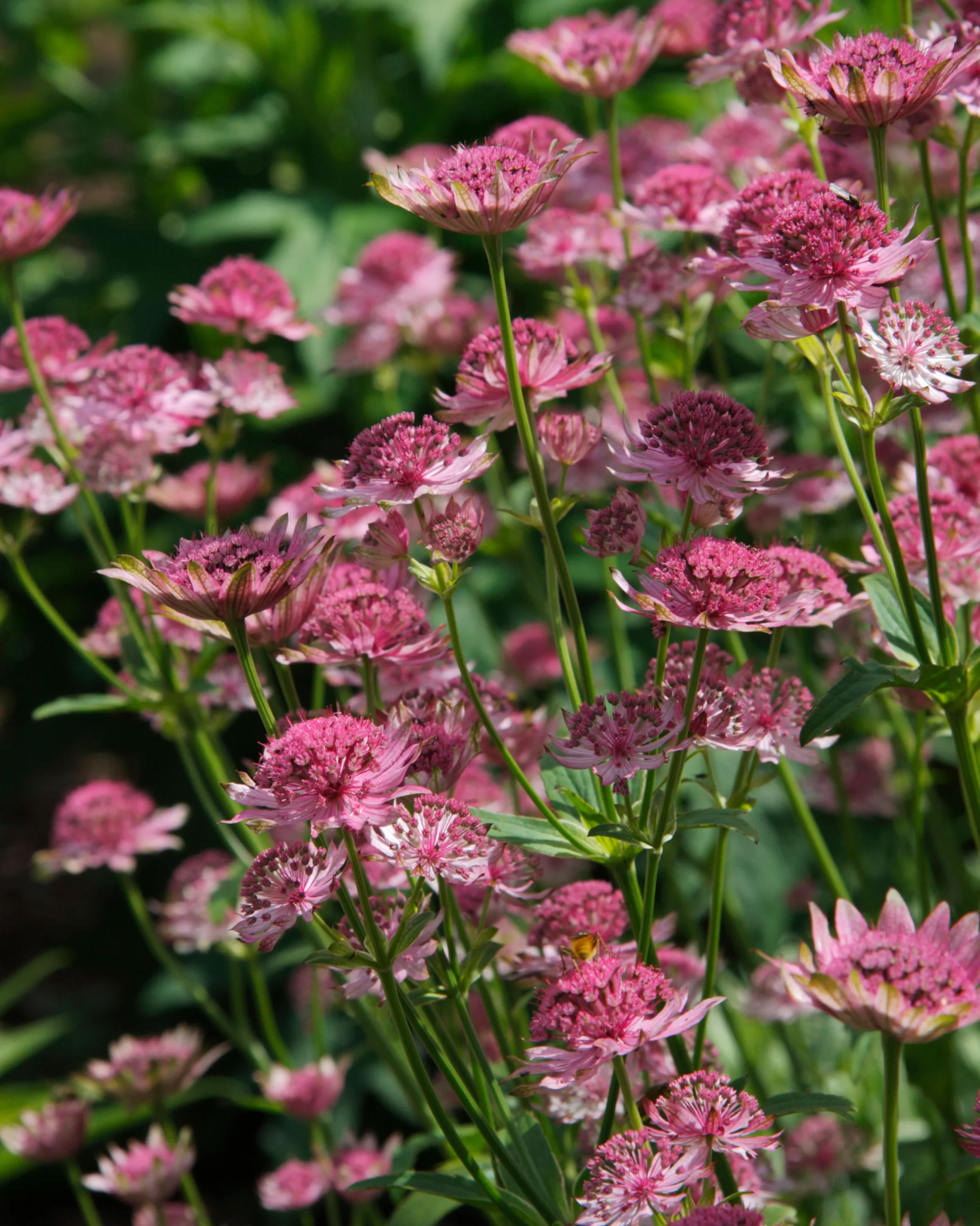 astrantia-pink-pride-3.webp
