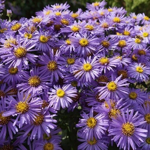 Aster Dumosus Barbados - Deluxe 1Lt Pot