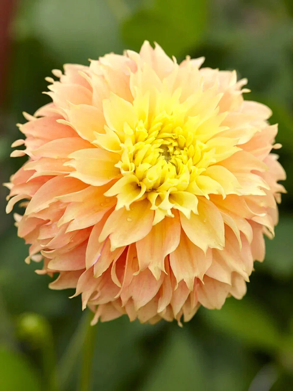 Dahlia Deep Impact - 3Ltr Pot