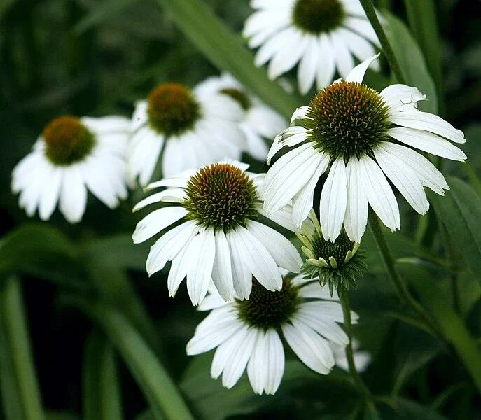 echinacea-purpurea-white-swan-65211.webp