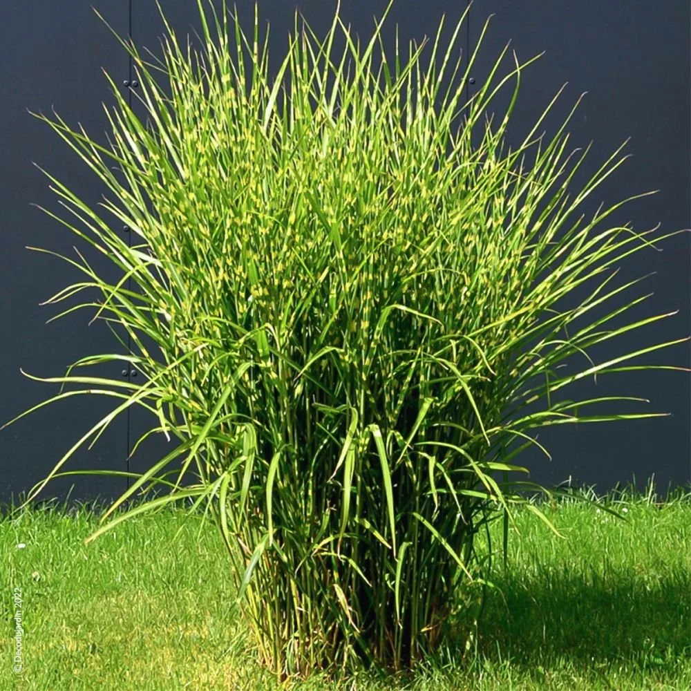 miscanthus-sinensis-zebrinus.jpg