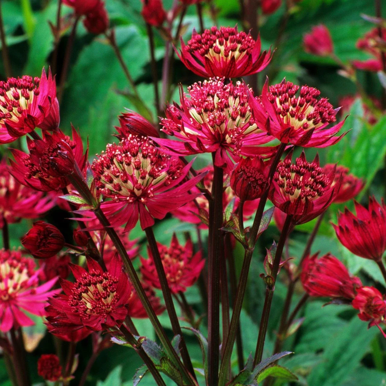 Astrantia_Red.jpg.webp