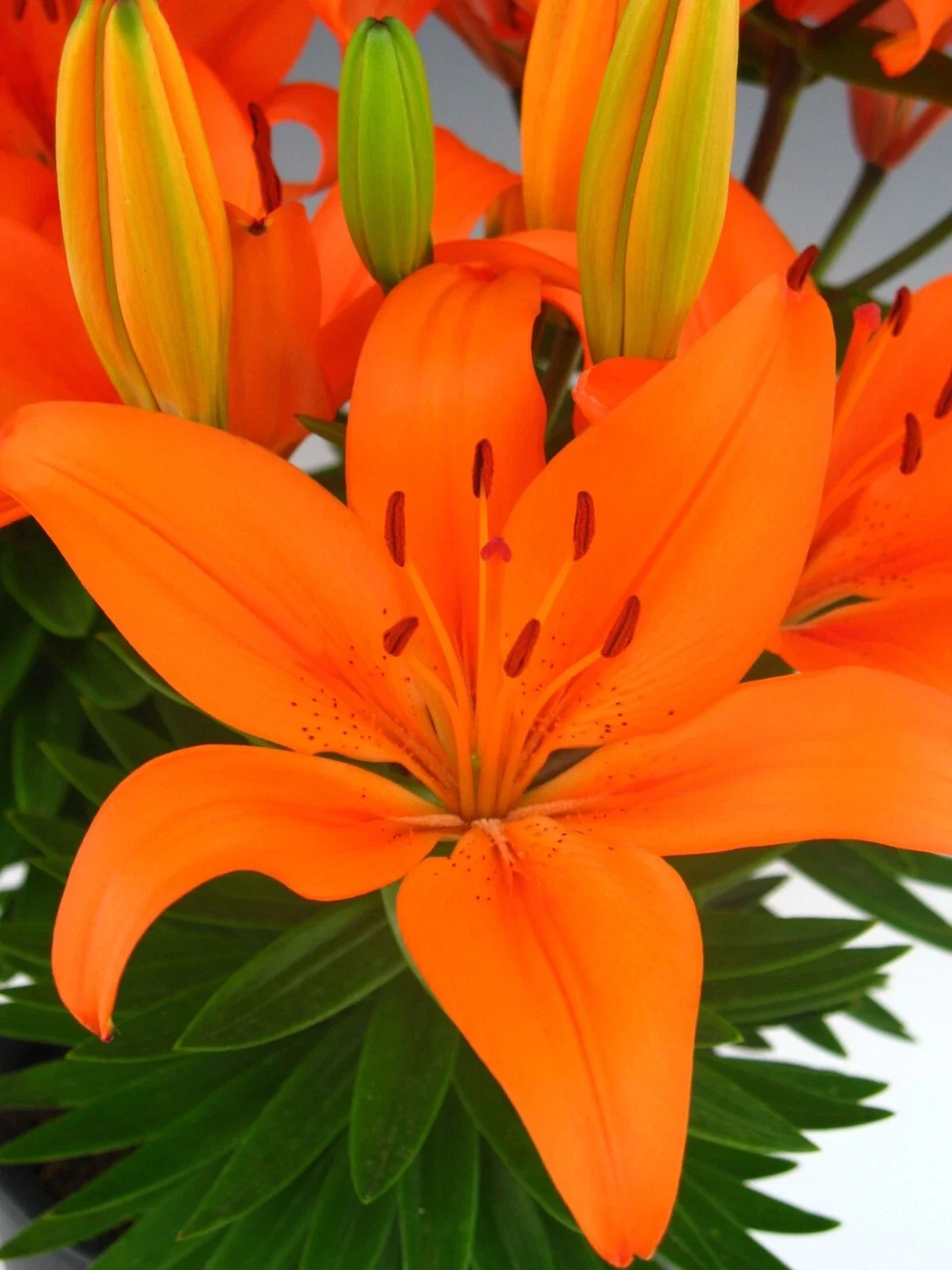 Lily Asiatic Orange Matrix - 3Ltr Pot