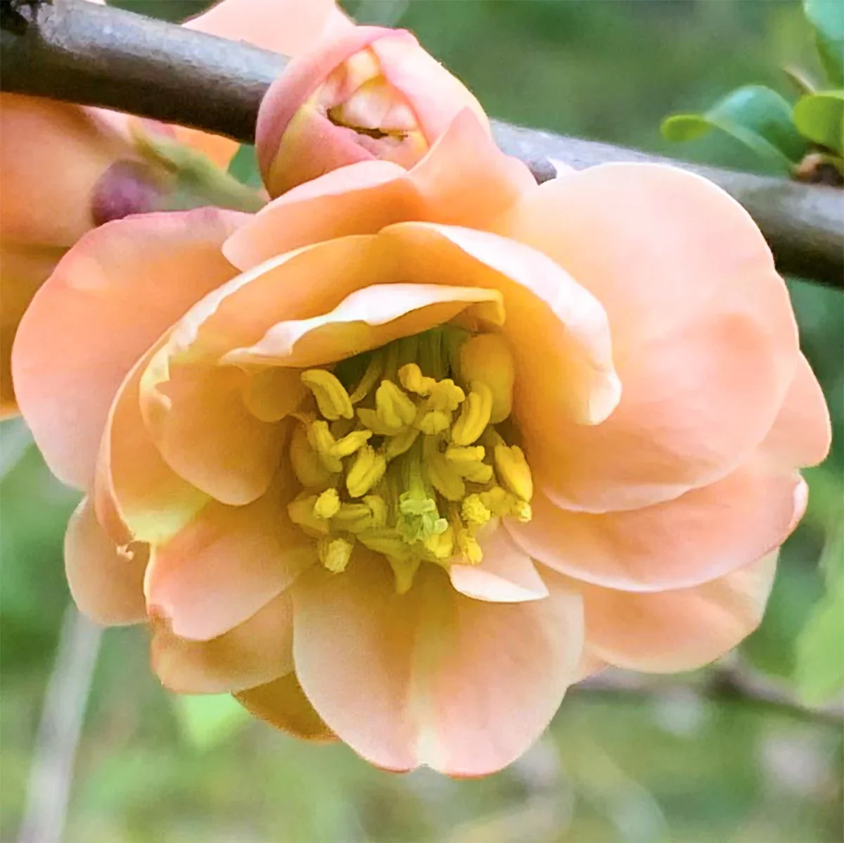 Chaenomeles-speciosa-Geisha-Girl-02.webp