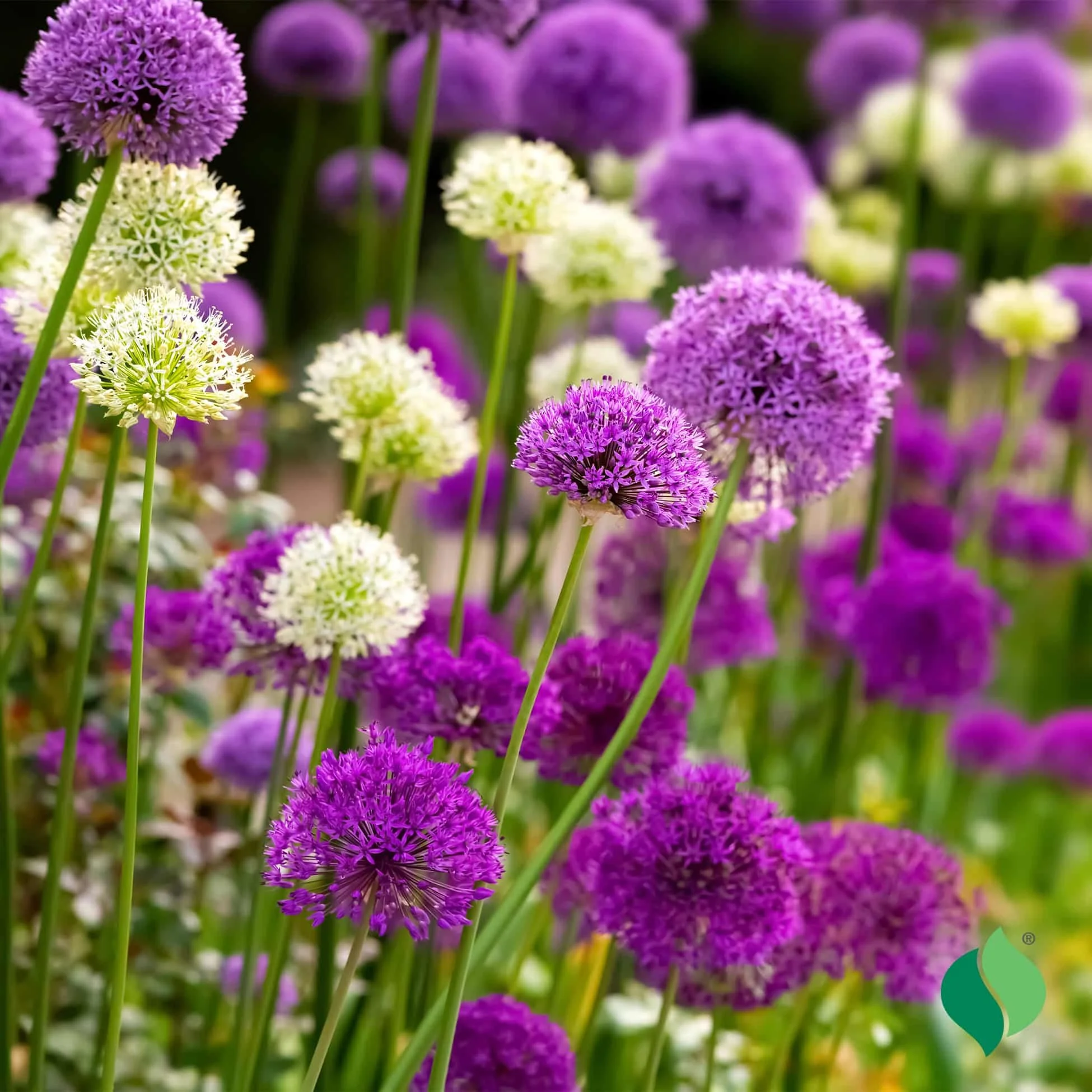 AS_Allium_BigImpactMix_2_Logo.jpg