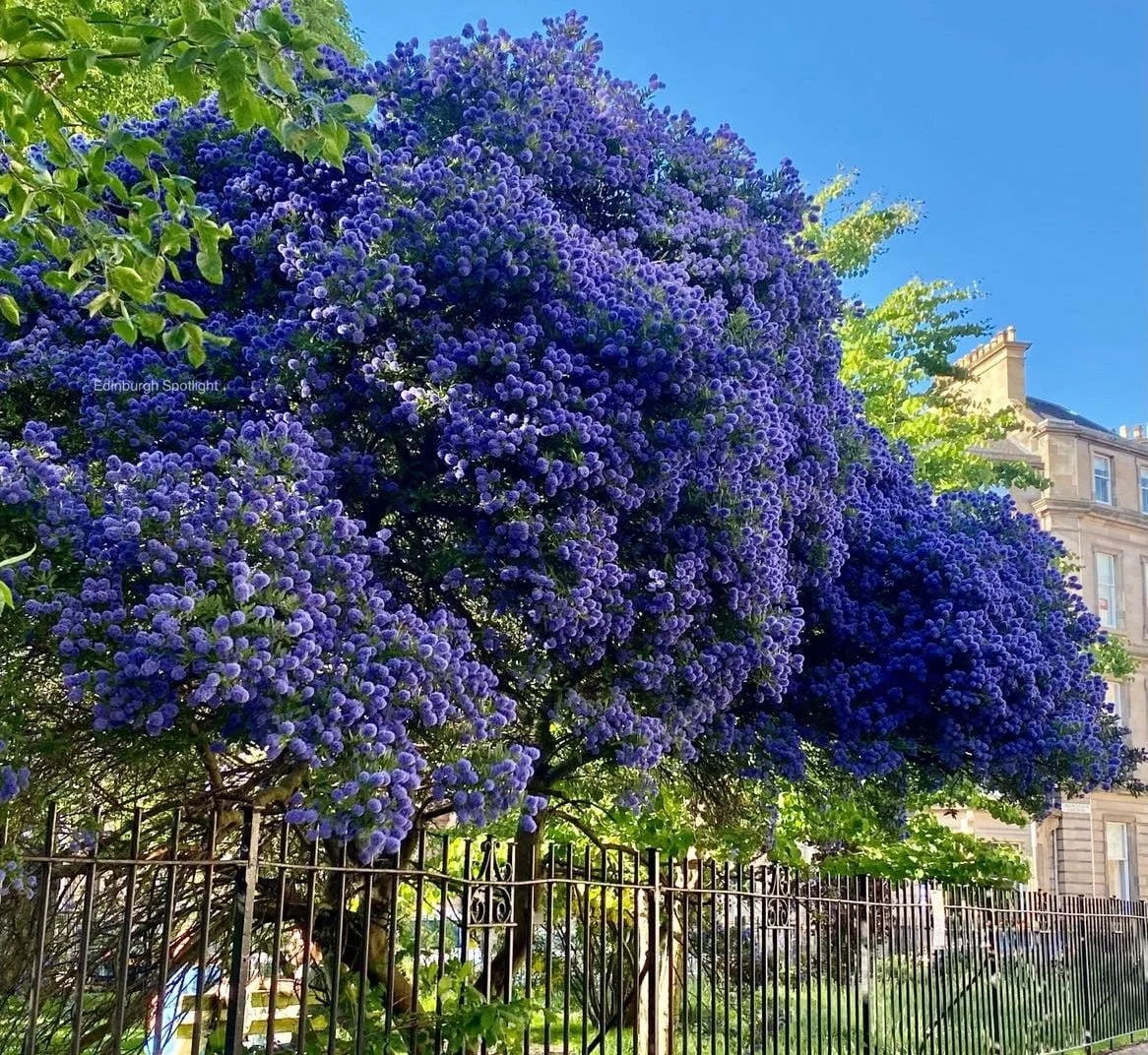 Ceanothus Southmead Californian Lilac - 3Lt Pot