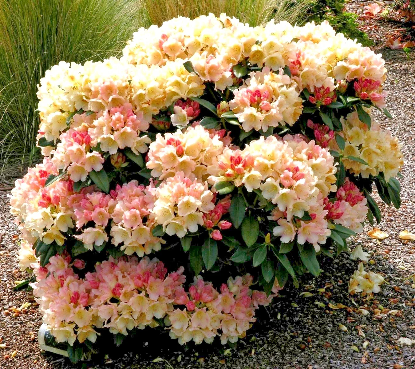 Rhododendron Golden Torch - 4Ltr Pot