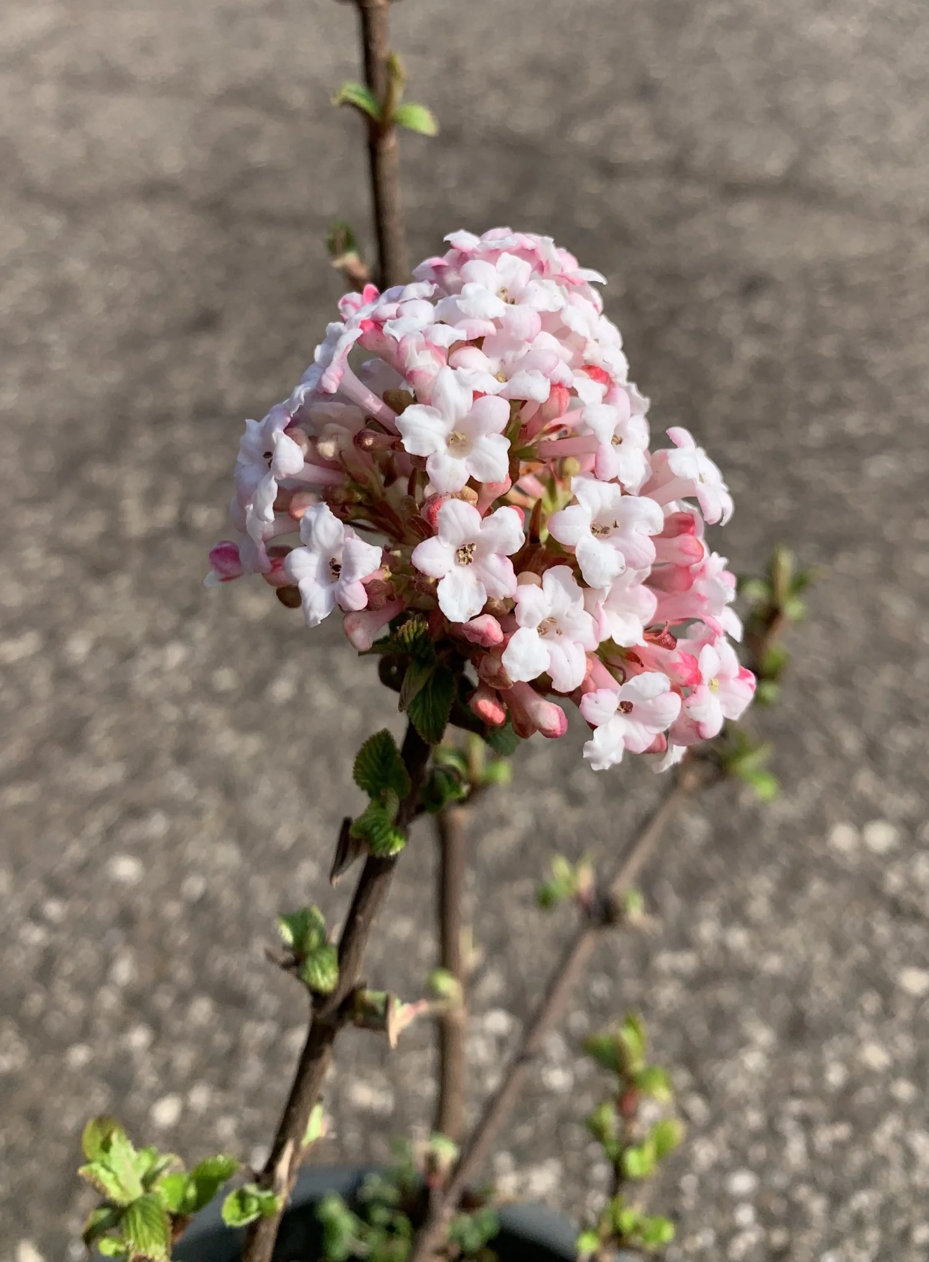 VIBURNUM-FARRERI-DECEMBER-DWARF-4-scaled.jpeg