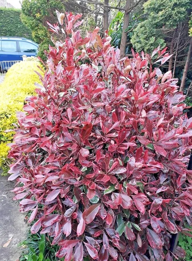 Photinia Blackberry Gem Black Robin - 3Ltr Pot