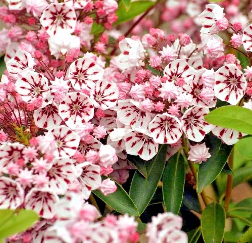 Kalmia Latifolia Peppermint - Mountain Laurel 3Ltr Pot