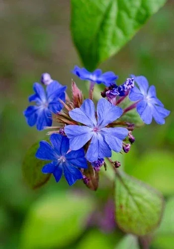 Ceratostigma Willmottianum Forest Blue - 3Ltr Pot