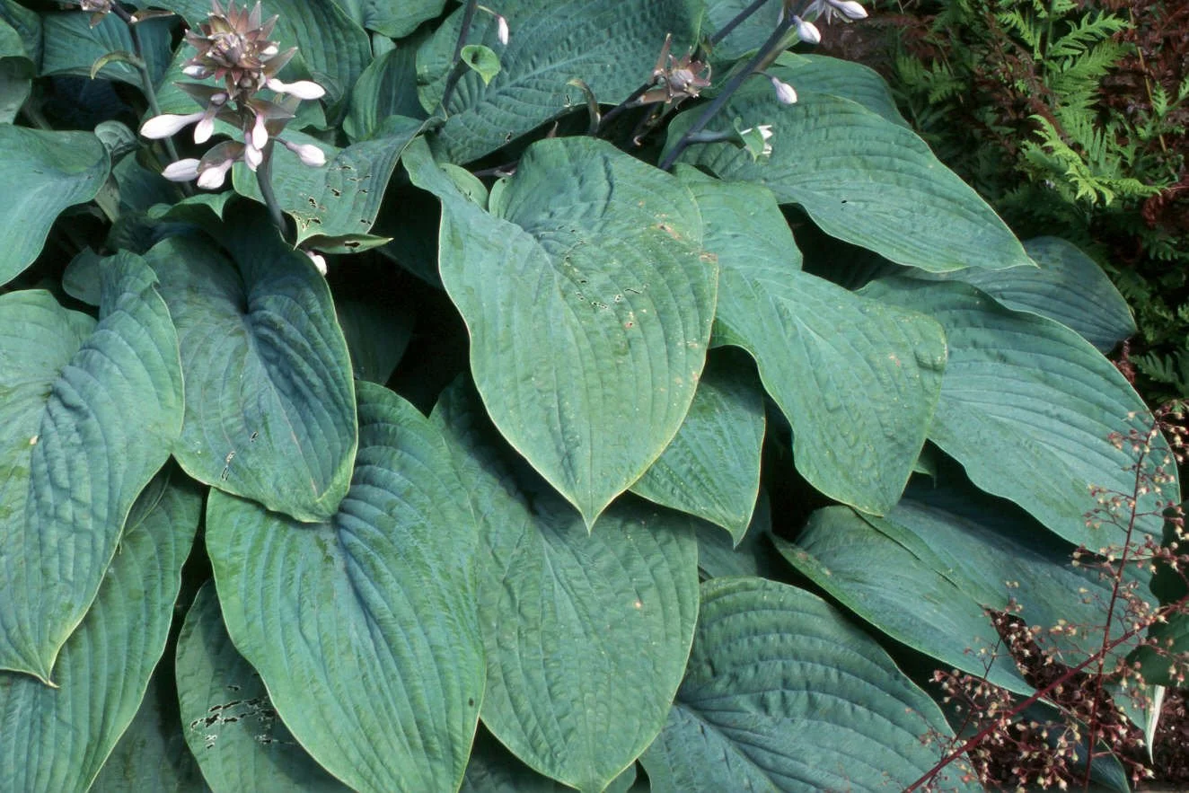 Hosta-Prince-of-Wales.jpg