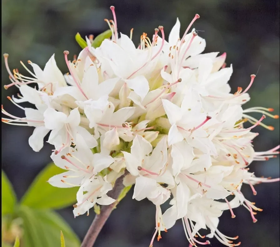 Azalea Viscosa Rhododendron - 4Ltr Pot