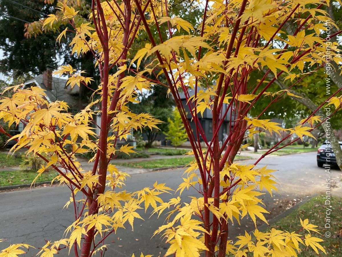 Acer-palmatum-Sango-Kaku-fall-4730.jpg
