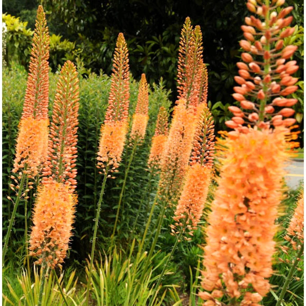 Eremurus Cleopatra Foxtail Lily - 3Ltr Pot
