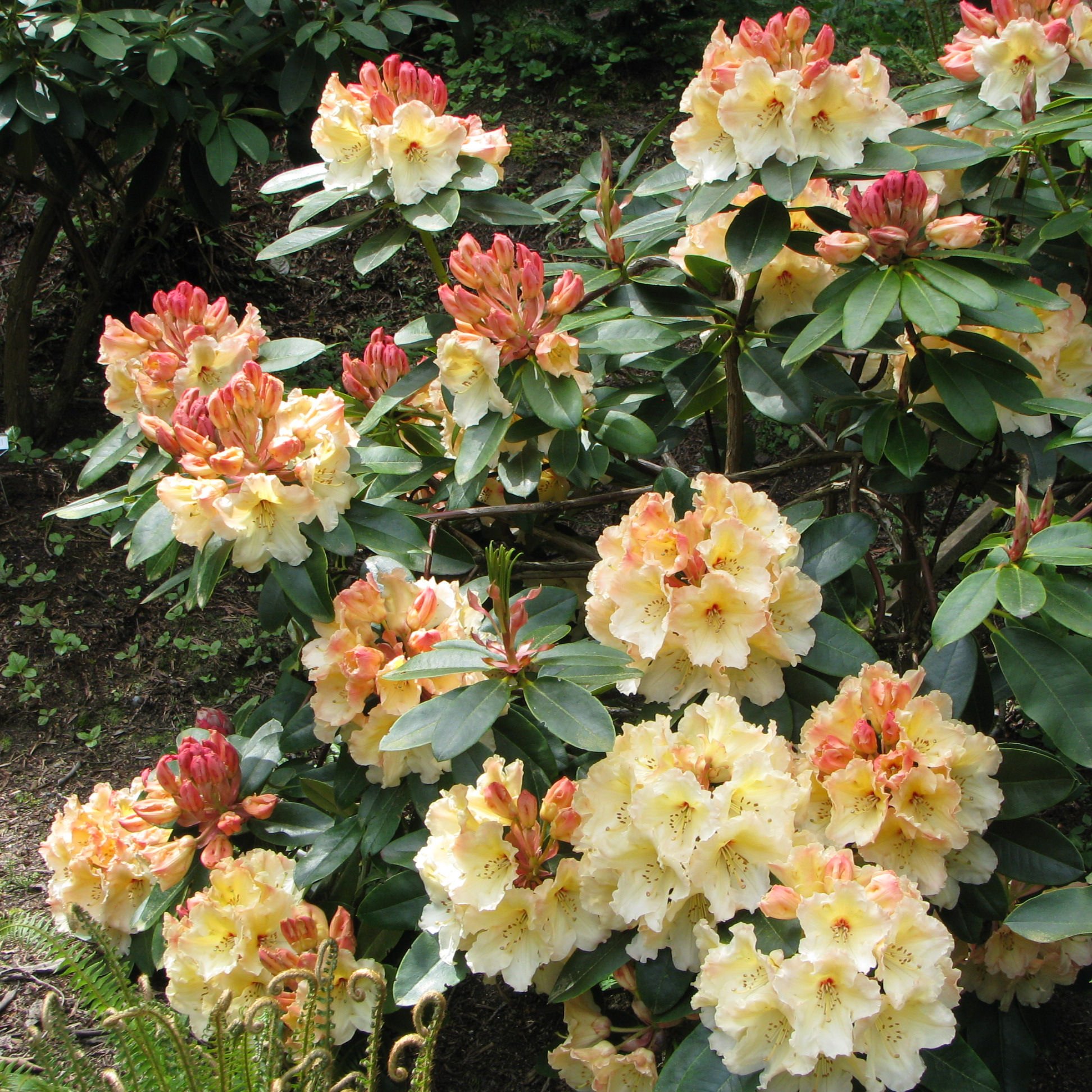 rhododendron-jaune-horizon-monarch_0016698.jpg