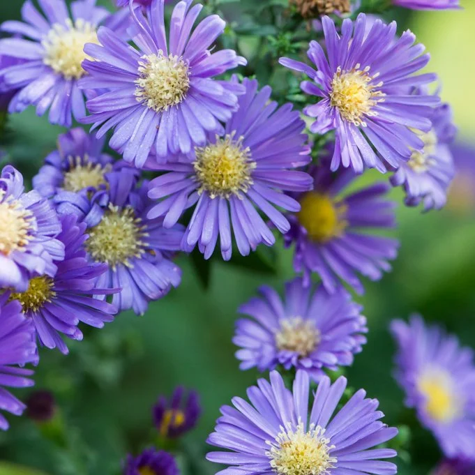 aster-dumosus-island-samoa-3.jpg