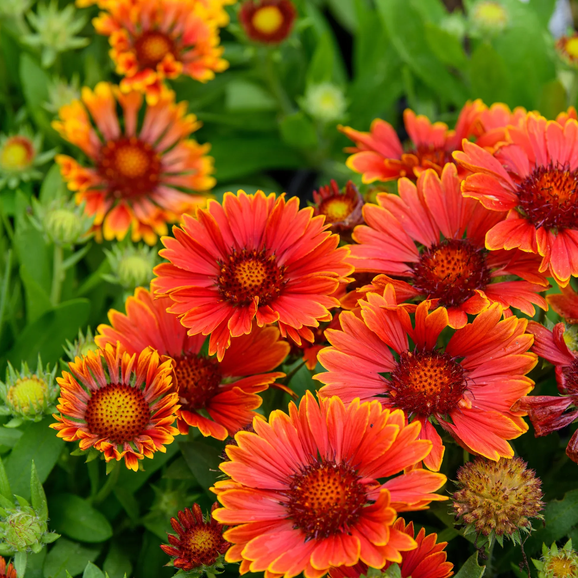 GAI185.webp