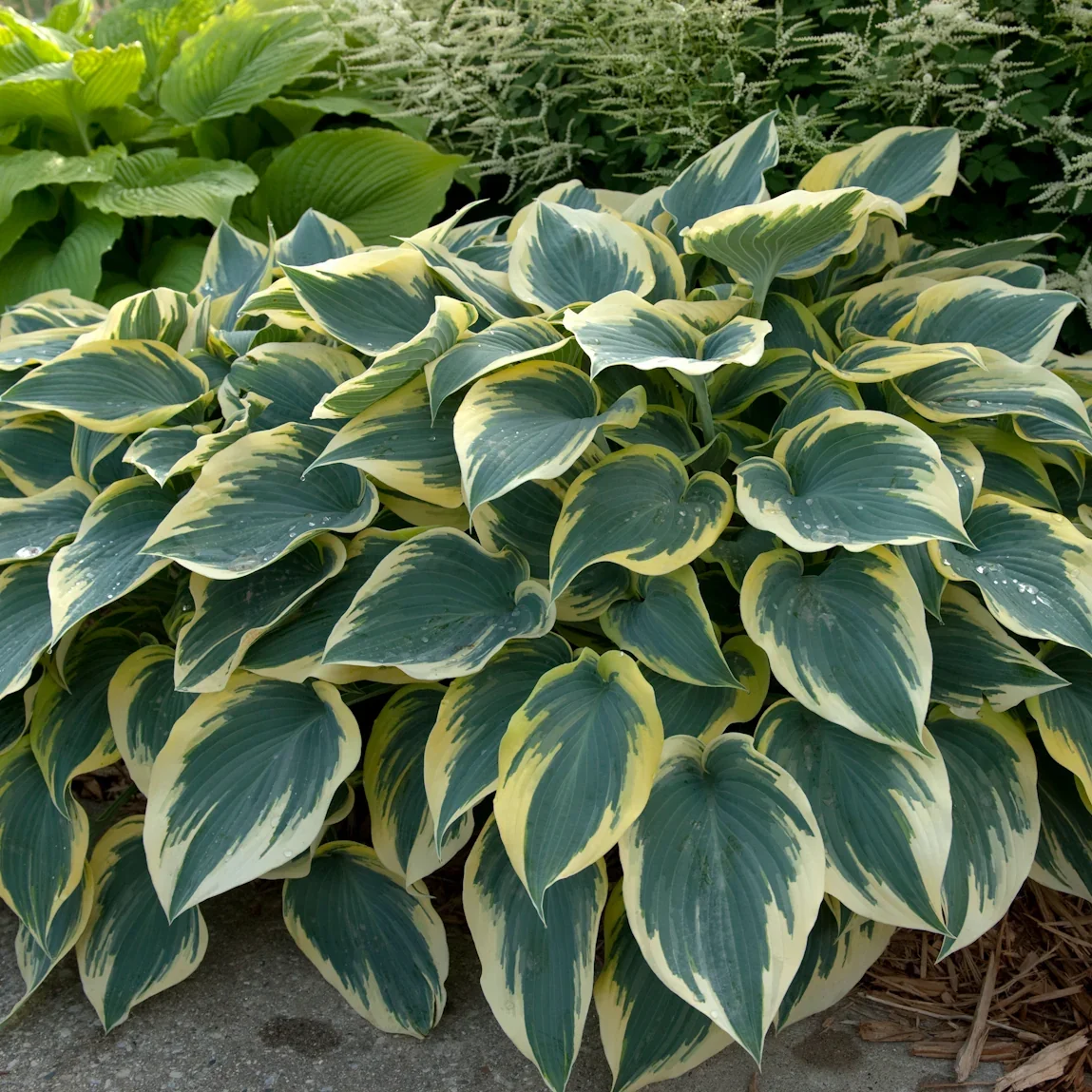 Hosta_FirstFrost_0001highres.webp