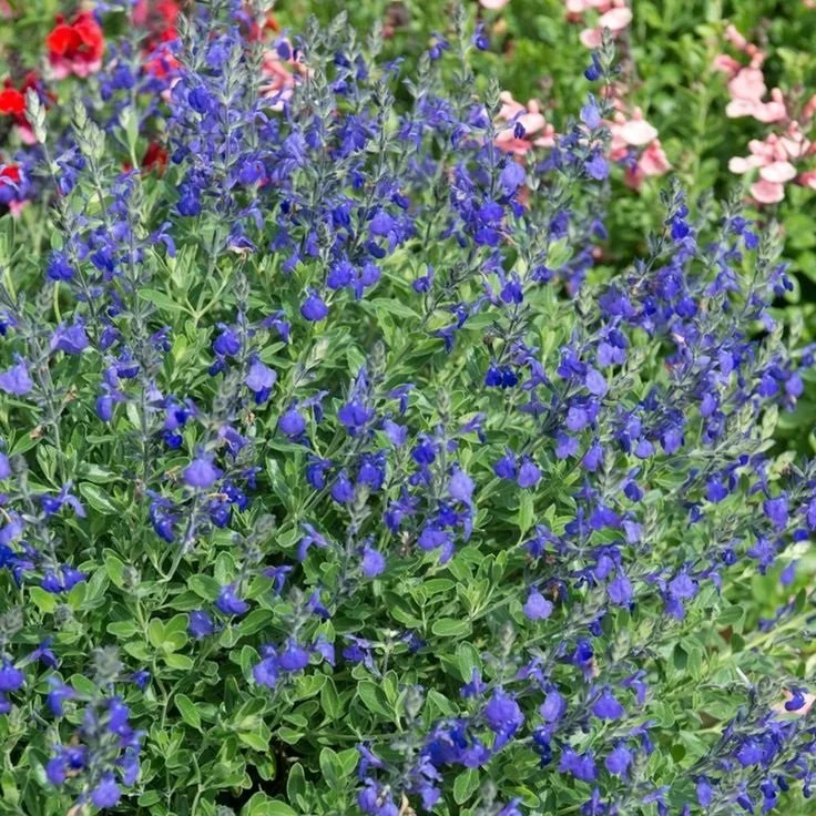 mavi-sus-adacayi-3-adet-salvia-microphylla-blue-monrovia_1.jpg
