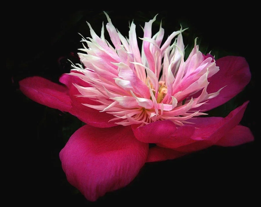 Peony Japanese White Cap - 3Ltr Pot