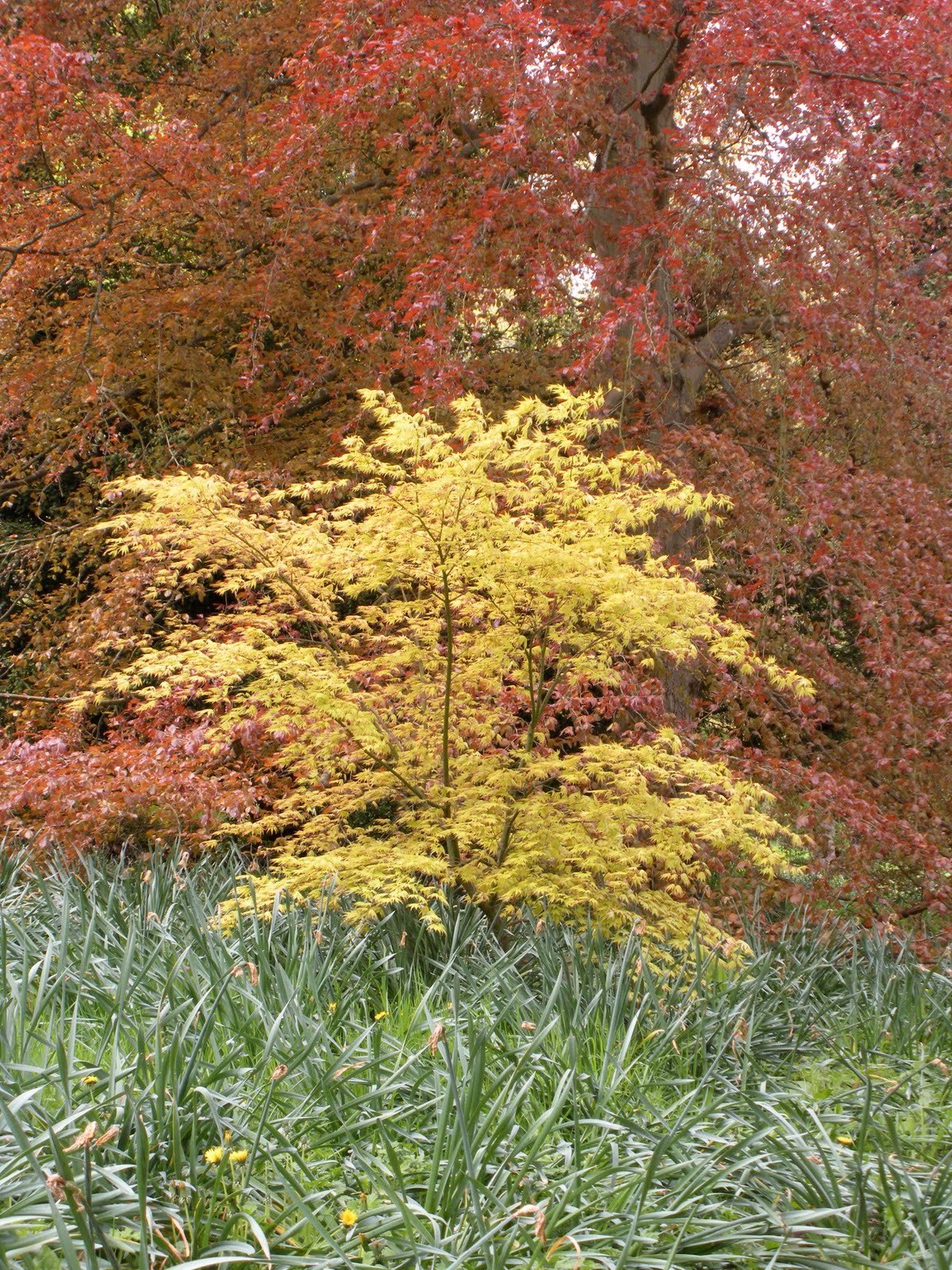 1649550456_26-vsegda-pomnim-com-p-klen-lozhnoplatanovii-brilliantissimum-fot-27.jpg
