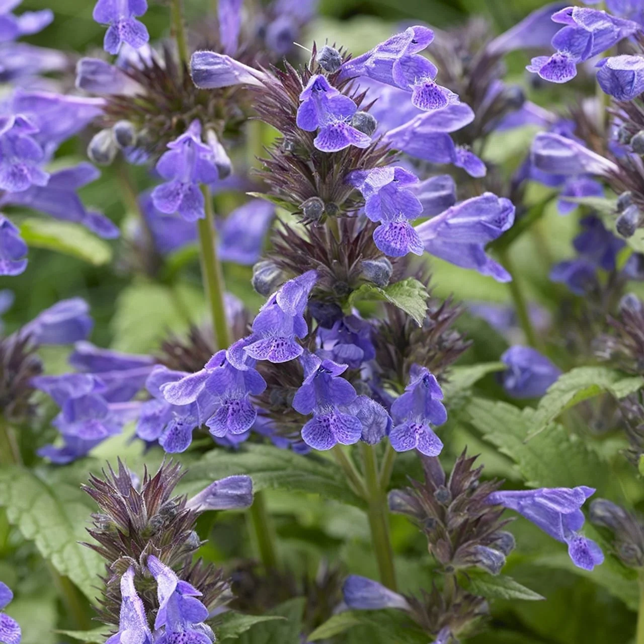 Nepeta-kubanica-neptune-Непета-Нептун1.jpg