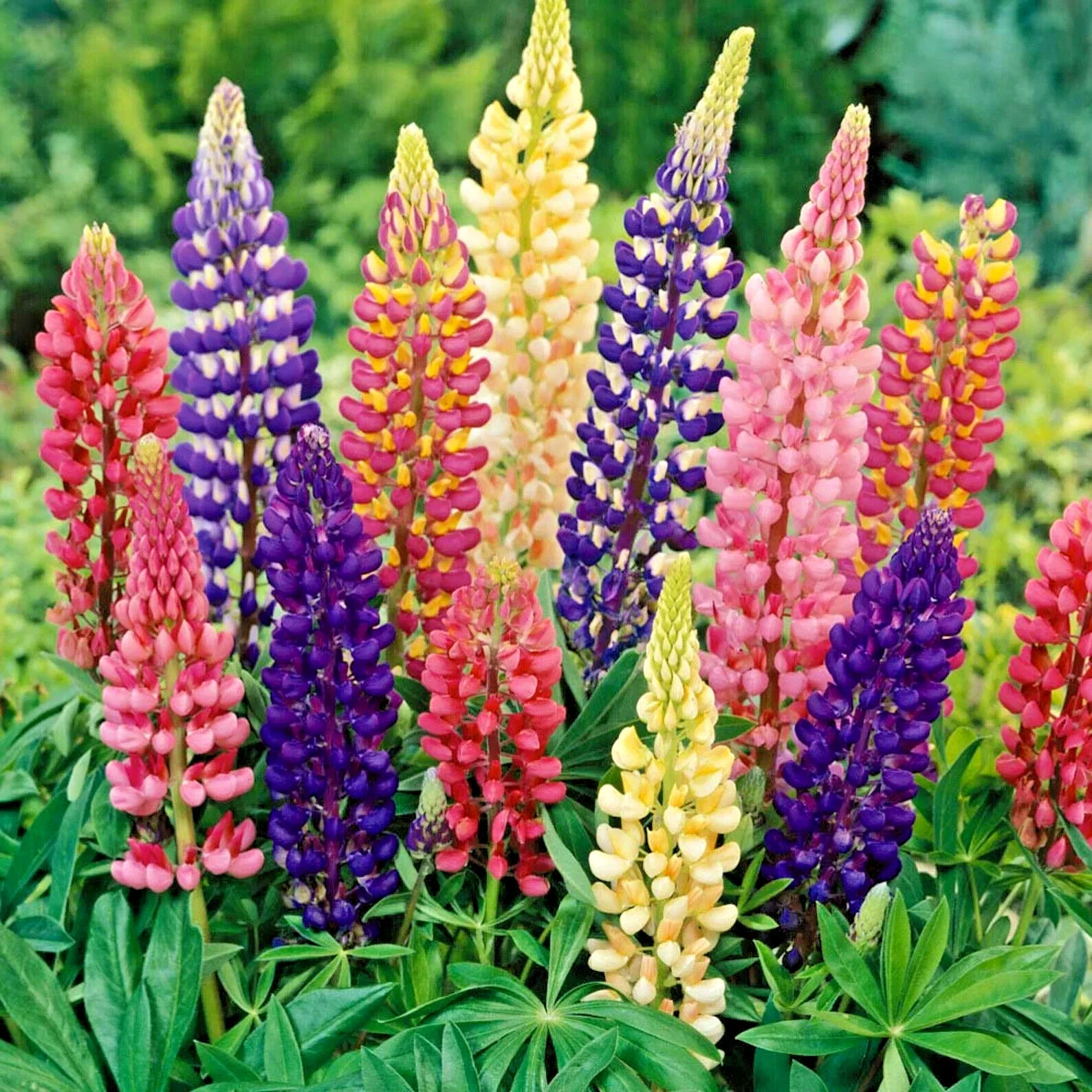 Lupin Russell Hybrids Mixed - 3Ltr Pot