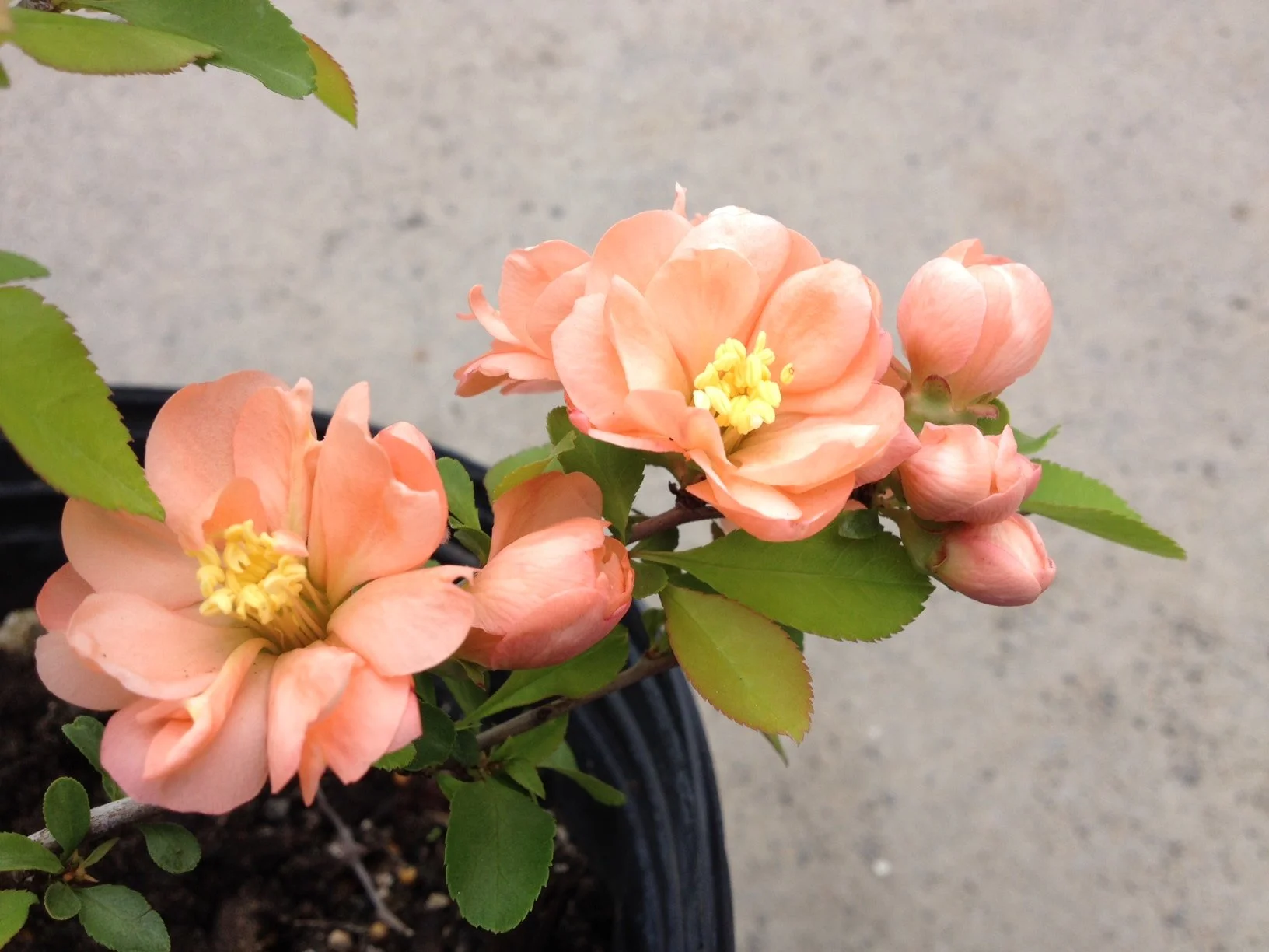 chaenomeles-geisha-girl.jpg