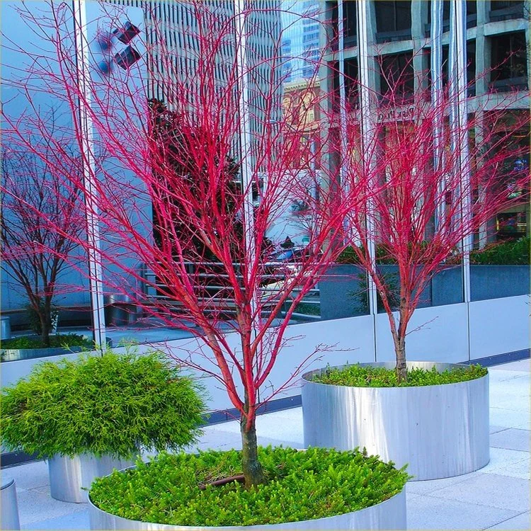 acer-sango-kaku-750x750-large-tree.jpg