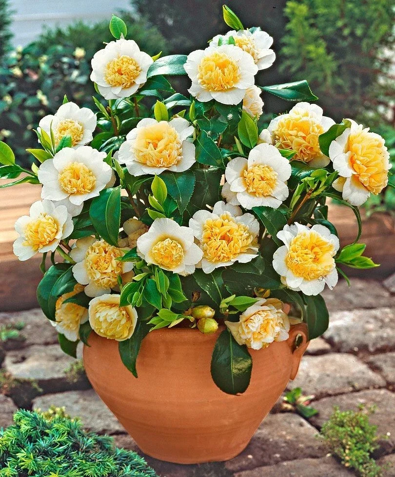 Camellia Brushfield Yellow - 3Ltr Pot